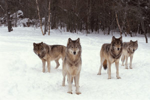 Read more about the article The Hungry Dog Gets the Bone: How a Business Broker Creates Competition to Maximize Your Sale Price